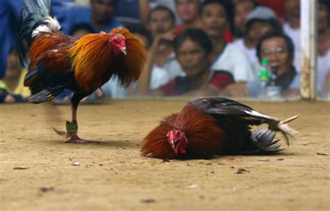 pointing gamefowl|How to bring the rooster on point .